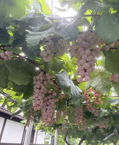 萌 (47) 東京 萬天堂 / 出張性感マッサージ