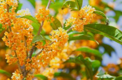 かおる (37) 広島 萬天堂 / 出張性感マッサージ