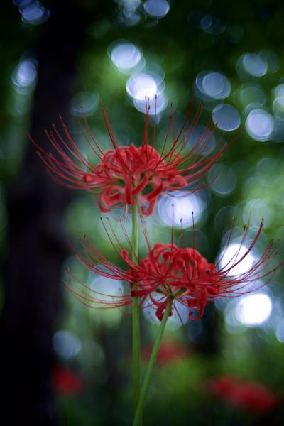 観音 (59) 新潟 萬天堂 / 出張性感マッサージ