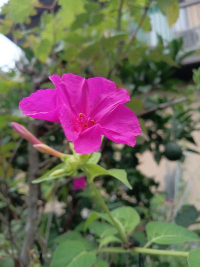 平政 (45) 広島 萬天堂 / 出張性感マッサージ