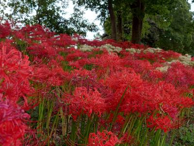 macoto (42) 柏 萬天堂 / 出張性感マッサージ