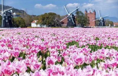 桓騎 (45) 名古屋 萬天堂 / 出張性感マッサージ