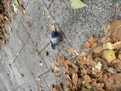 ミツバ (23) 札幌 萬天堂 / 出張性感マッサージ