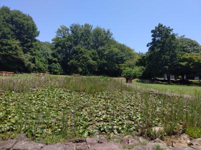 タカシ (46) 高松 萬天堂 / 出張性感マッサージ