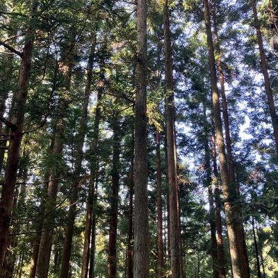 梨央 (30) 浜松 萬天堂 / 出張性感マッサージ