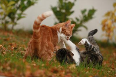 MIYABI (40) 信州 萬天堂 / 出張性感マッサージ