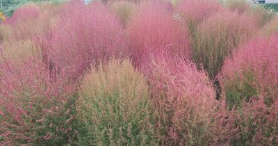 SINKA (50) 東京 萬天堂 / 出張性感マッサージ