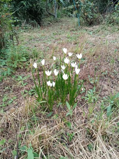 平政 (45) 広島 萬天堂 / 出張性感マッサージ