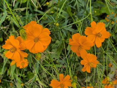 恭介 (48) 京都 萬天堂 / 出張性感マッサージ