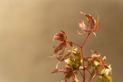 恭介 (48) 京都 萬天堂 / 出張性感マッサージ