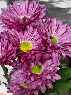 カズマル (52) 浜松 萬天堂 / 出張性感マッサージ